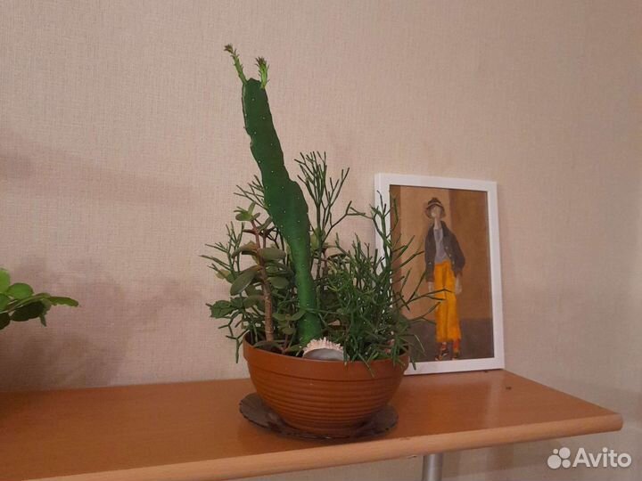 Комнатные цветы