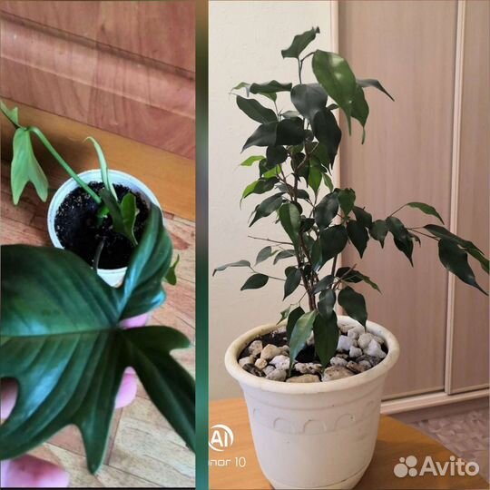 Комнатные цветы много