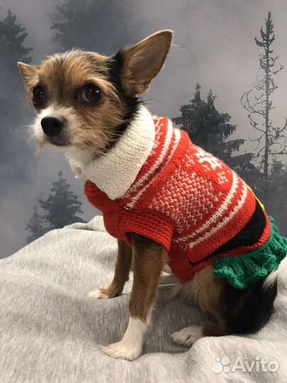 Одежда для собак
