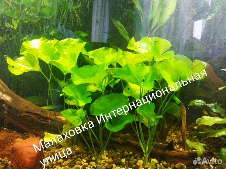 Аквариумные Растения. Доставка