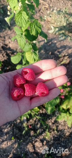 Саженцы малины Лячка