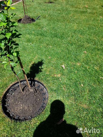 Посевной газон