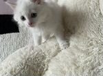 Белый котенок турецкой ангоры