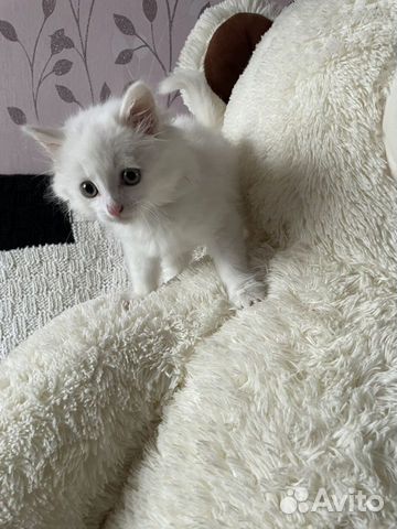 Белый котенок турецкой ангоры объявление продам