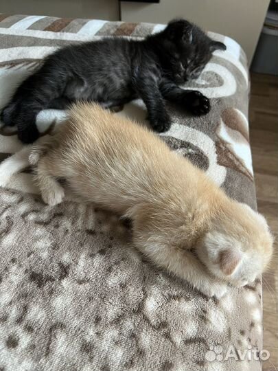 Кошка в дар шотландская