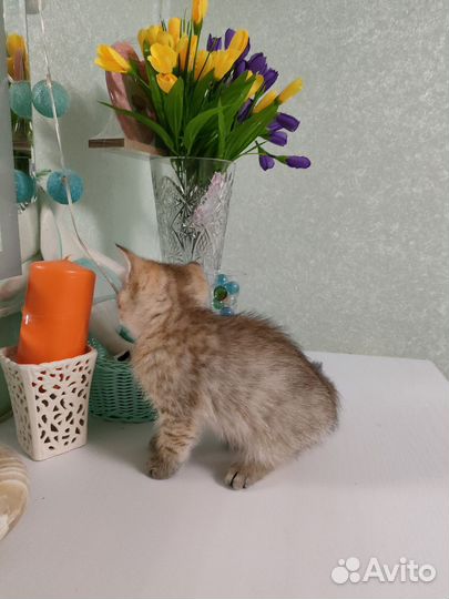 Британские котята