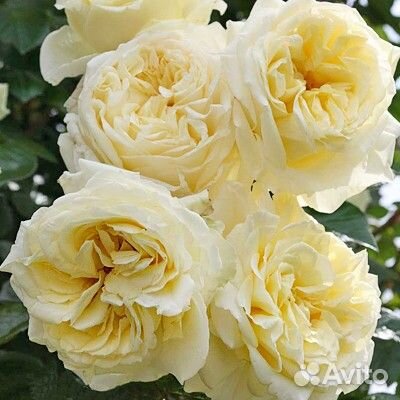 Розы плетистые саженцы