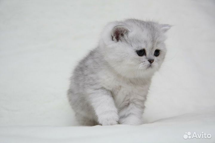 Серебристые короткошерстные котята