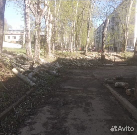 Валка деревьев