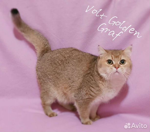 Британская короткошерстная кошка
