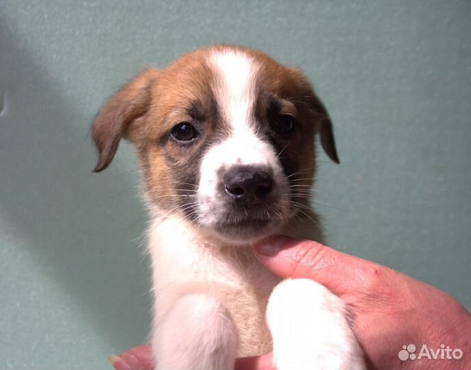 Щенки в добрые руки