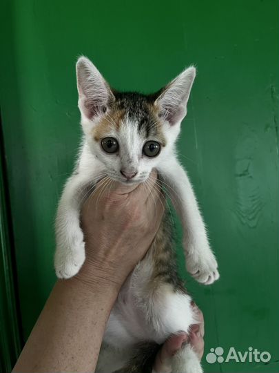 Котенок девочка