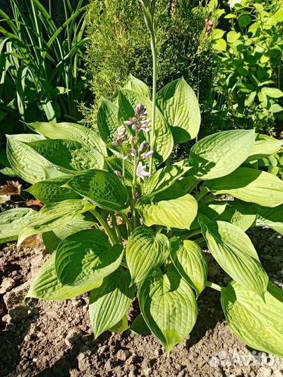 Хоста. Цена за большой куст