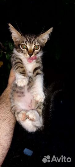 Котята отдам бесплатно