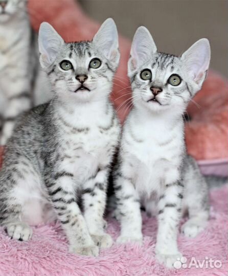 Египетская Мау котята
