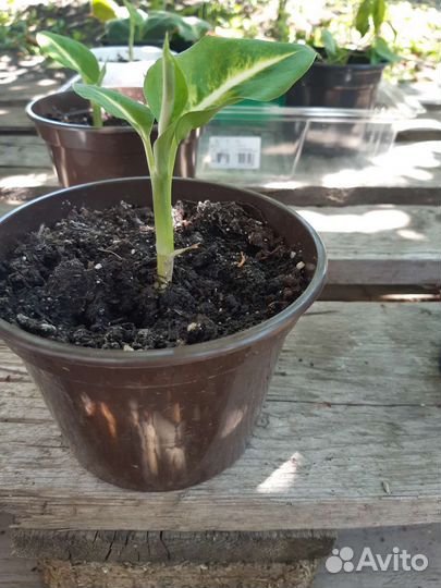 Диффенбахия