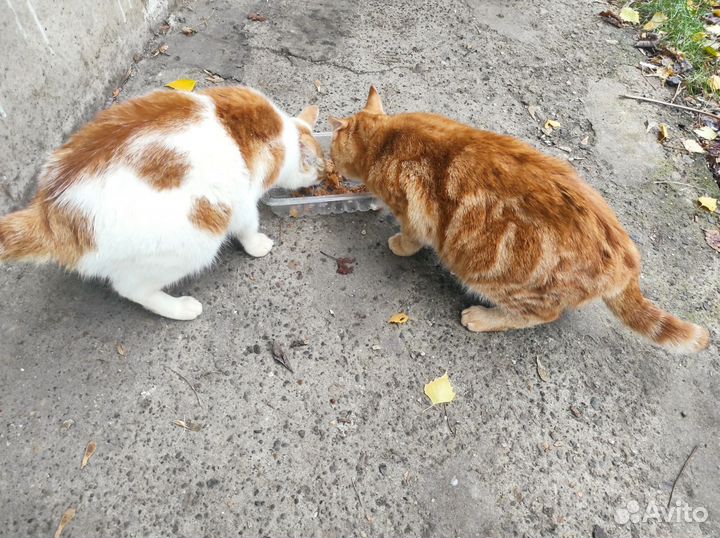 Кошки в добрые руки