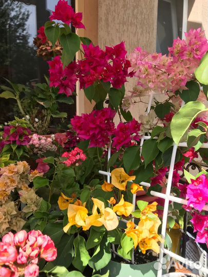 Бугенвиллия много сортов