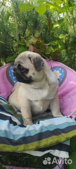 Щенки мопса