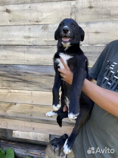 Отдам в добрые руки