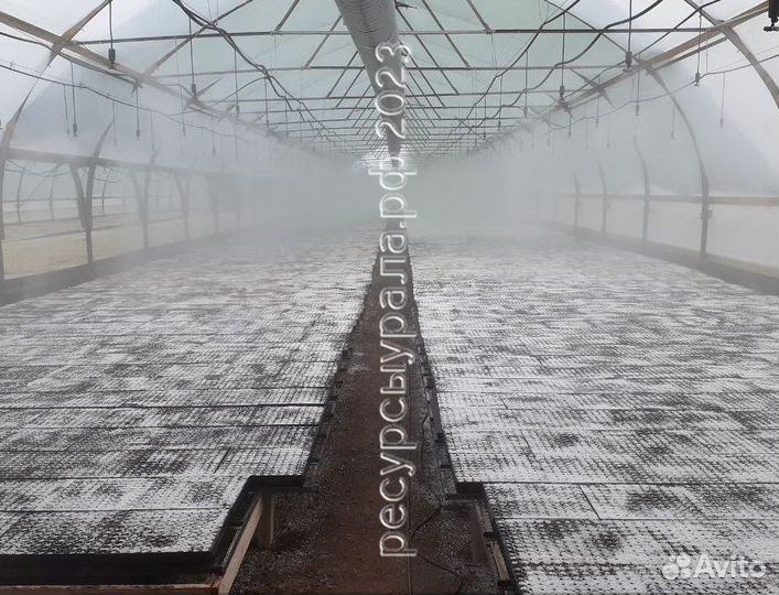 Сеянцы сосна ель зкс окс посадочный хвойные