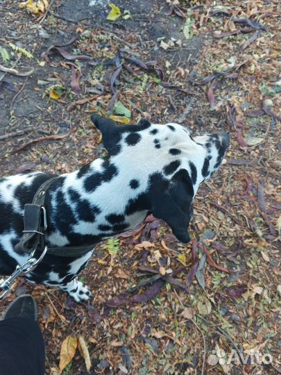 Далматин вязка