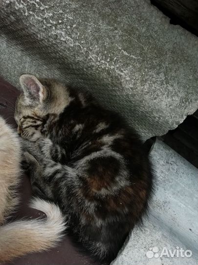 Котята в добрые руки от крысоловки