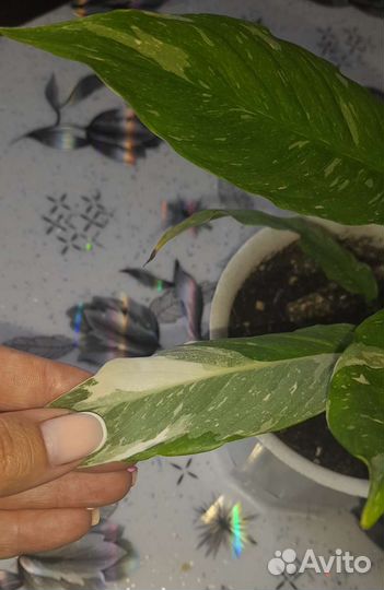 Спатифиллум