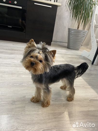 Йоркширский терьер вязка