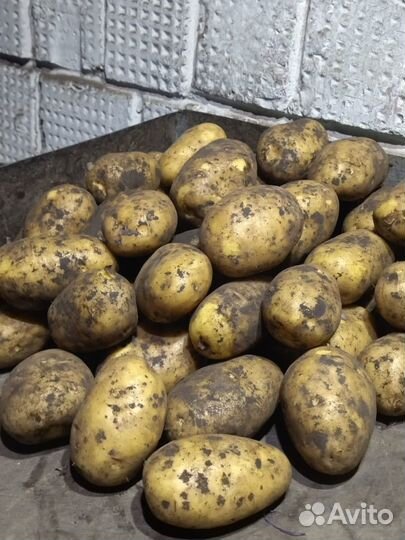 Продам картофель