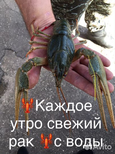 Раки