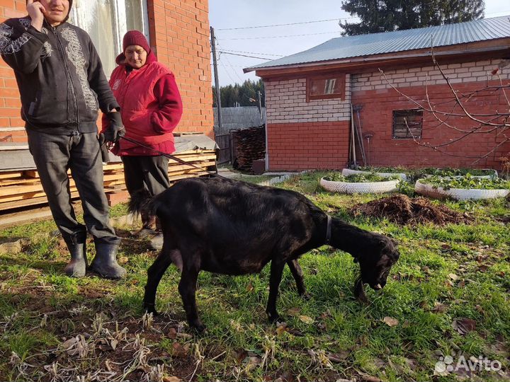 Коза ломанча