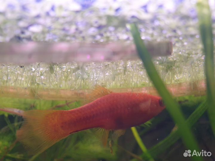 Ряска малая