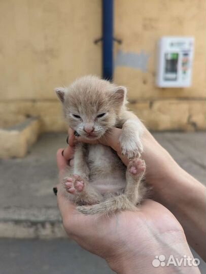 Рыжие котята в дар