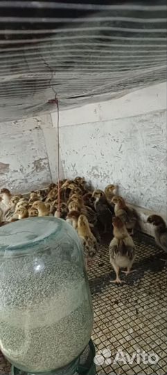 Цыплята кучинской юбилейной породы