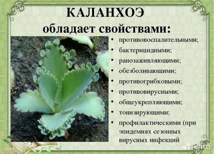 Каланхоэ лечебное