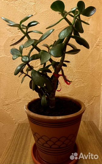 Цветы комнатные