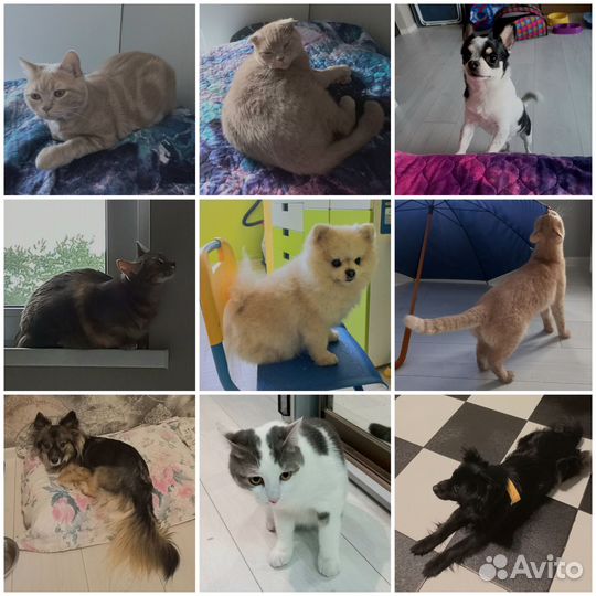 Передержка животных