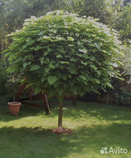 Саженцы катальпы