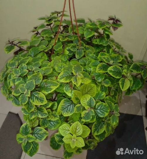 Плектрантус