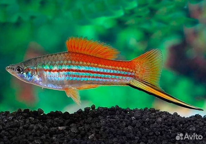 Меченосцы, сапфировый попугай