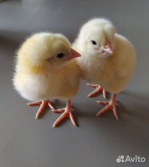 Бройлер цыплята