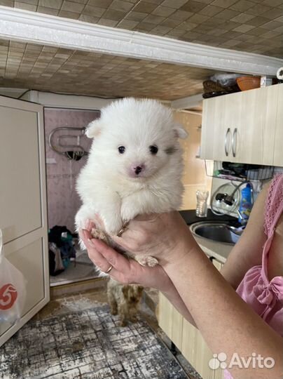 Собака