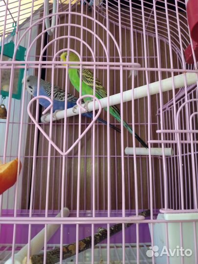 Волнистый попугай