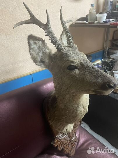 Чучело голова косули