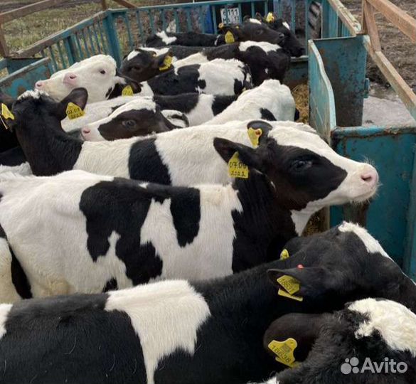 Бычки и тёлочки