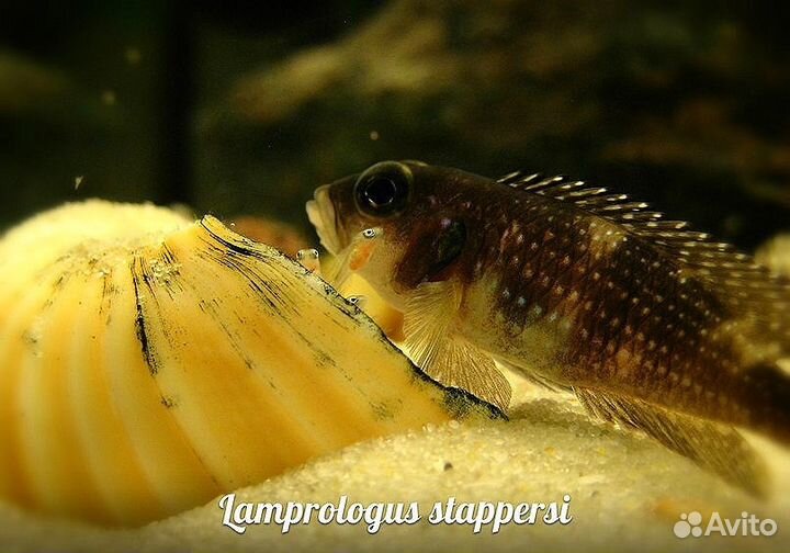 Обслуживание и оформление аквариума