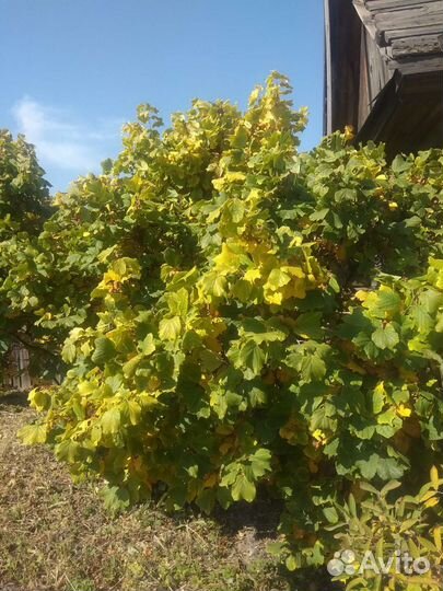 Саженцы фундука