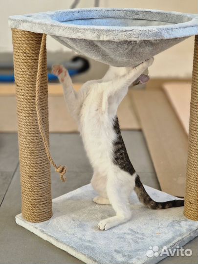 Котенок Тоши в дар