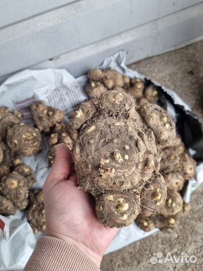 Клубни каллы